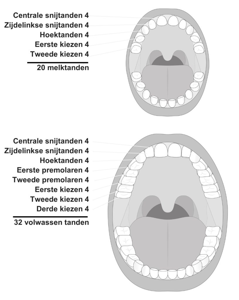 Tanden en kiezen baby en volwassenen